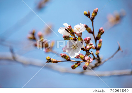 さくら標準木の開花宣言 76065840