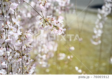 しだれ桜 76065912