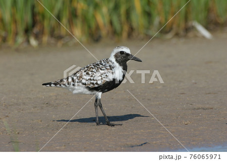 Black-bellied Plover in Fort De Soto State park. 76065971