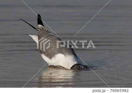 Laughing Gull in Fort De Soto State Park, Florida. 76065982