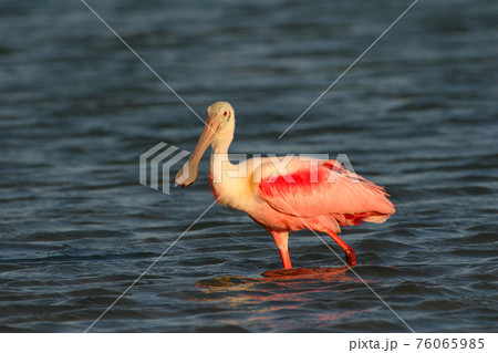 Roseate Spoonbill in Fort De Soto State Park. 76065985