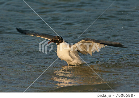 Laughing Gull in Fort De Soto State Park, Florida. 76065987