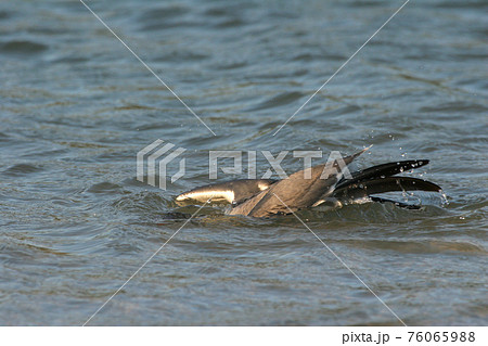 Laughing Gull in Fort De Soto State Park, Florida. 76065988