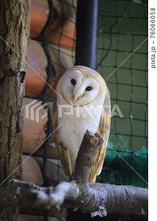 首をかしげるフクロウの写真素材