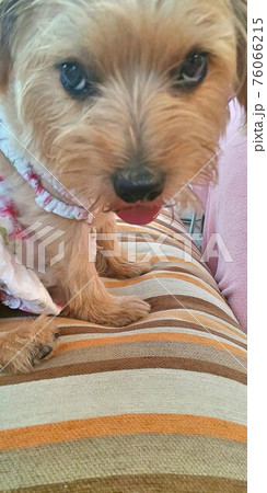 犬 犬 76066215
