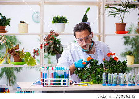 Young male chemist perfumer working in the lab 76066345