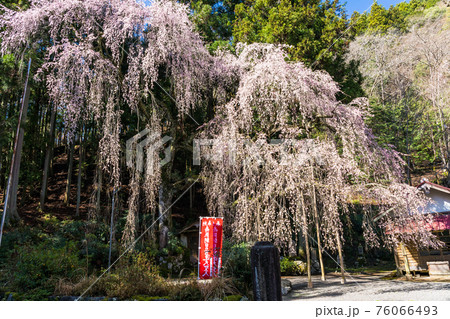 朝日之祖師堂の枝垂桜 76066493