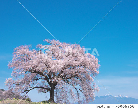 一本桜 - わに塚の桜 (2021年) 一本桜 - わに塚の桜 (2021年) 76066556