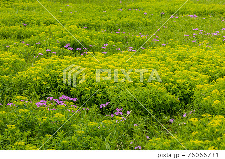 サクラソウとノウルシ 76066731