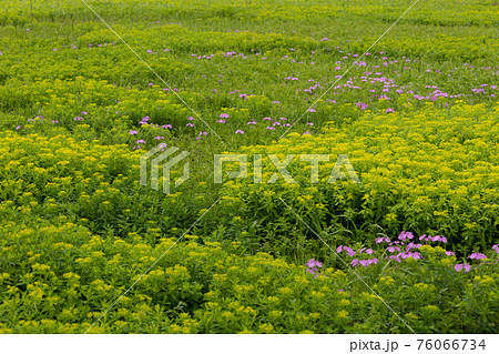 サクラソウとノウルシ 76066734