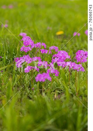 サクラソウとノウルシ 76066743