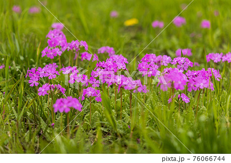 サクラソウとノウルシ 76066744