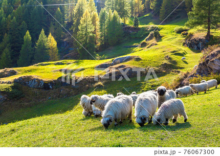 Valais blacknose sheep in Alps Valais blacknose sheep in Alps 76067300