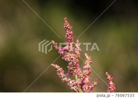 スイバの花 76067535