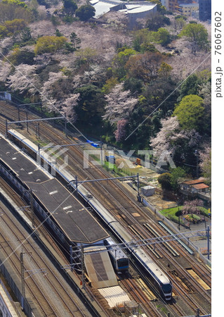 飛鳥山の桜と鉄道　サフィール踊り子 76067602