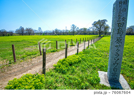 さくらそう公園　桜草とノウルシ　　 76067604