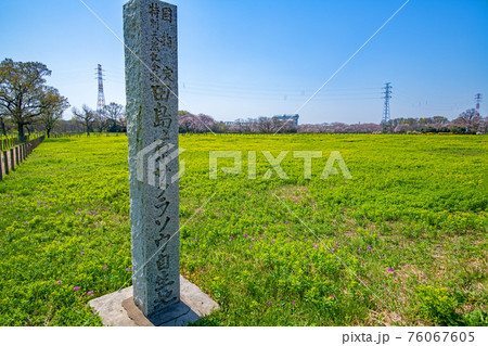 さくらそう公園 桜草とノウルシ さくらそう公園 桜草とノウルシ 76067605