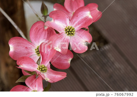 春に咲いた赤い花のハナミズキの写真素材