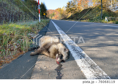 エゾタヌキの死体 北海道 鶴居村 の写真素材