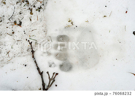 雪上のヒグマの足跡（北海道・知床） 76068232