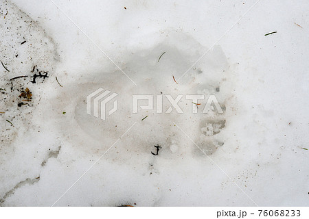 雪上のヒグマの足跡（北海道・知床） 76068233