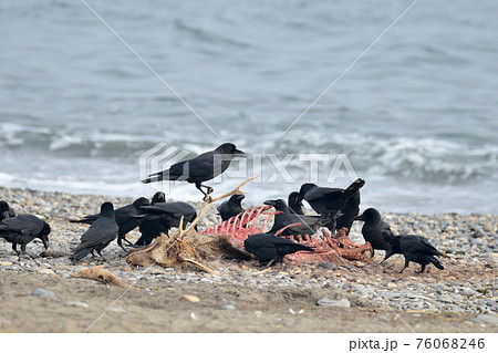 エゾシカの死体を食べるハシブトガラス（北海道・野付半島） 76068246