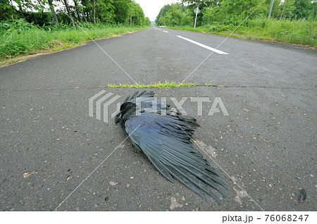 ハシブトガラスの死体（北海道・鶴居村） 76068247
