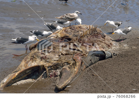 ミンククジラの死体を食べるオオセグロカモメ（北海道・斜里町） 76068266