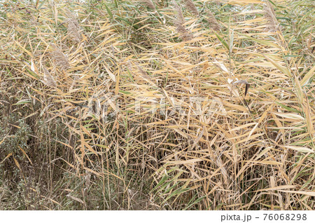 Autumn Rogoz, bright background yellow and dry leaves marsh 76068298