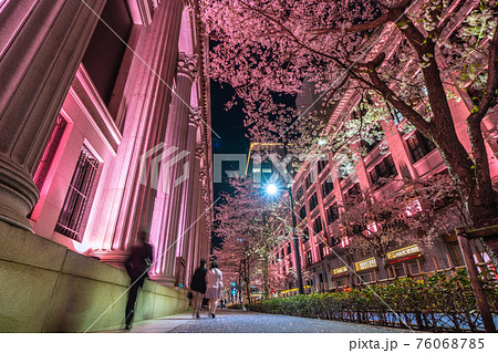 日本の東京都市景観　江戸桜通りのピンク色ライトアップ。満開の桜がピンク色に染まる 76068785