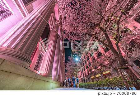 日本の東京都市景観　江戸桜通りのピンク色ライトアップ。満開の桜がピンク色に染まる 76068786