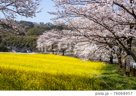桜と菜の花 76068957