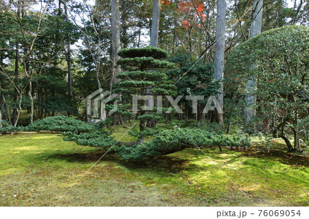 コロナ禍の静かな苔寺 コロナ禍の静かな苔寺 76069054