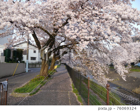 乞田川 であい橋付近のさくら 乞田川 であい橋付近のさくら 76069324