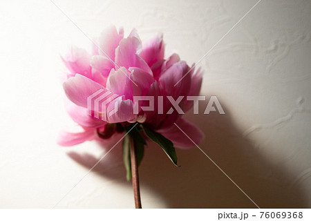 芍薬の切り花 76069368