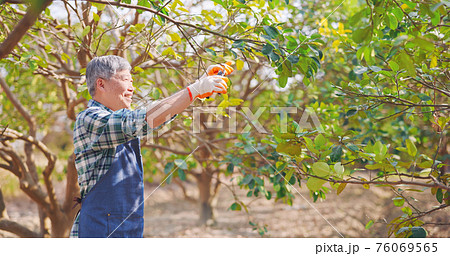 senior man pruning trees senior man pruning trees 76069565