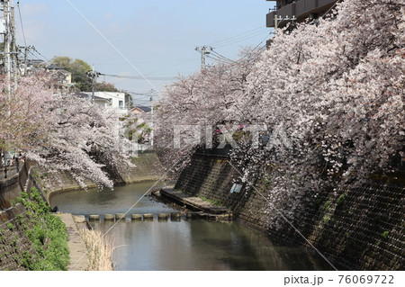 横浜大岡川の桜並木　満開　 神奈川県　横浜市 76069722