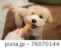 おもちゃを噛む可愛いトイプードル 76070144