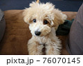 伏せをする可愛いトイプードル 76070145
