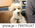 伏せをする可愛いトイプードル 76070147