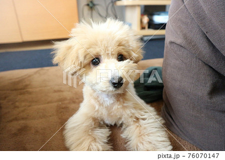 伏せをする可愛いトイプードル 76070147
