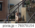 動物園の日本猿 76070154