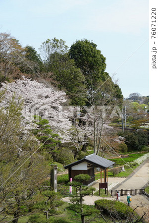 茨城県水戸市　偕楽園公園に咲く満開の桜の風景 76071220