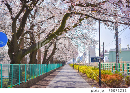 桜並木 76071251