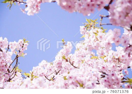 桜(河津桜) 桜(河津桜) 76071376
