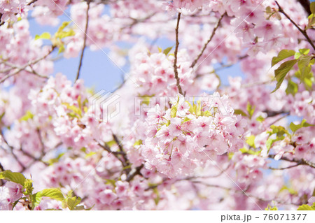 桜(河津桜) 桜(河津桜) 76071377