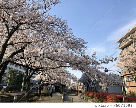 曳舟川 桜並木 曳舟川 桜並木 76071693