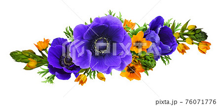 Blue anemones and orange ornithogalum flowers in a wavy floral arrangement 76071776