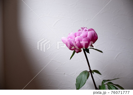 芍薬の切り花 芍薬の切り花 76071777
