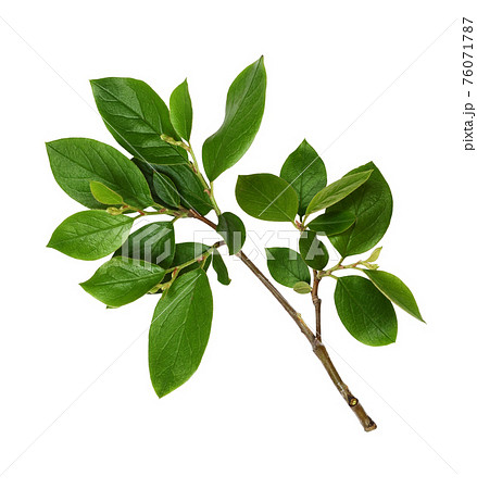 Twig with spring green leaves Twig with spring green leaves 76071787